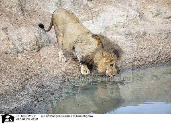Lion at the water / MBS-21011