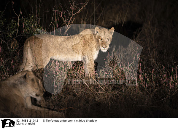 Lions at night / MBS-21042