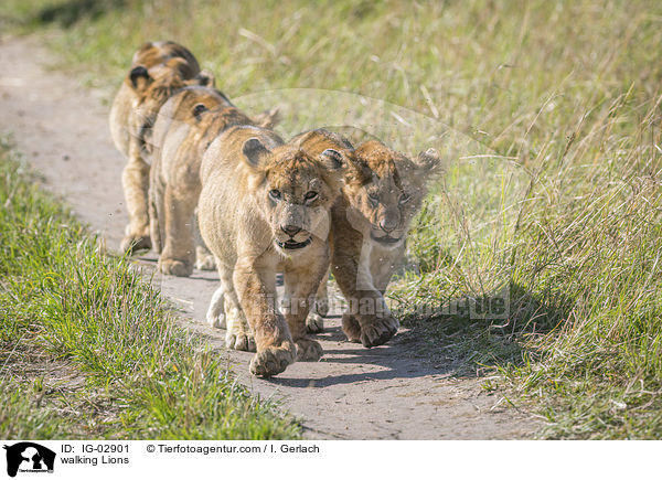 laufende Lwen / walking Lions / IG-02901