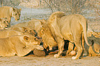eating lions