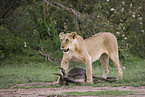 lioness with prey