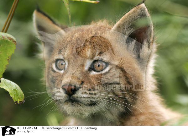 Junger Luchs im Wildgehege / young lynx / FL-01214