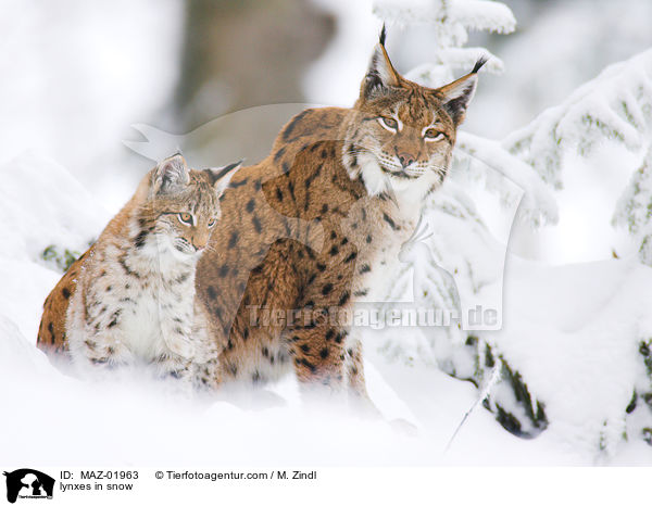 lynxes in snow / MAZ-01963
