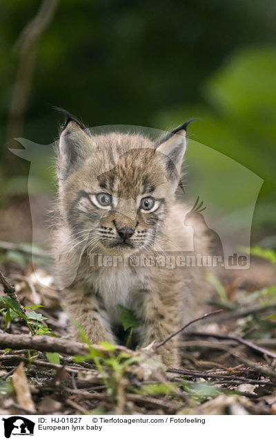 European lynx baby / HJ-01827