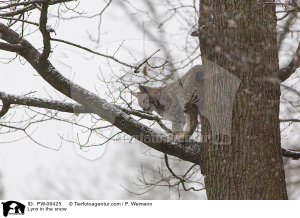Lynx in the snow / PW-06425