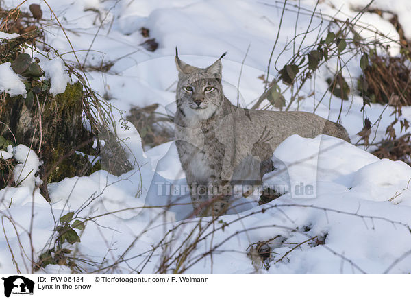 Lynx in the snow / PW-06434