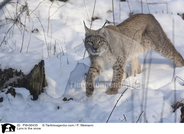 Lynx in the snow / PW-06435