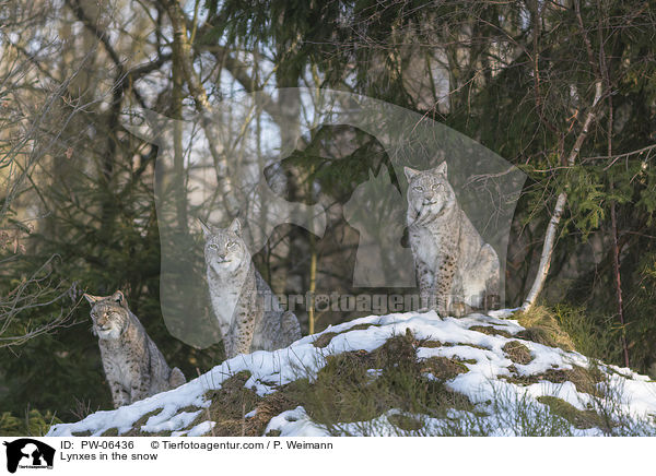 Lynxes in the snow / PW-06436