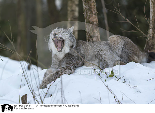 Lynx in the snow / PW-06441