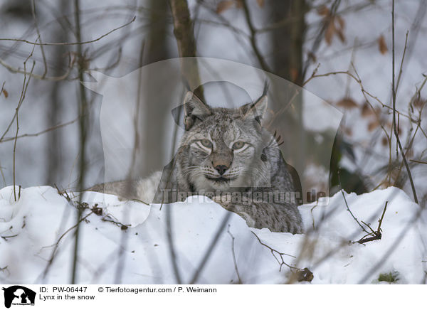 Lynx in the snow / PW-06447