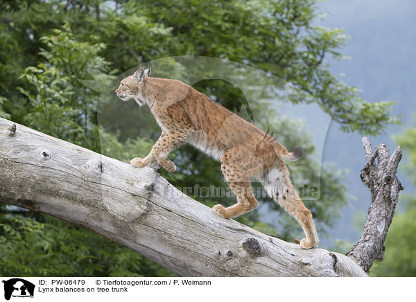 Lynx balances on tree trunk / PW-06479
