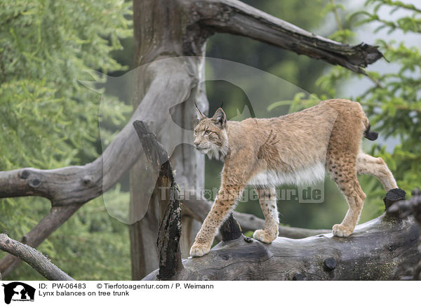 Lynx balances on tree trunk / PW-06483