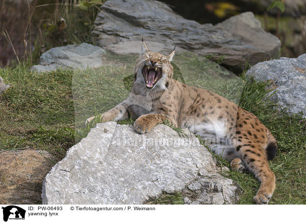 yawning lynx / PW-06493