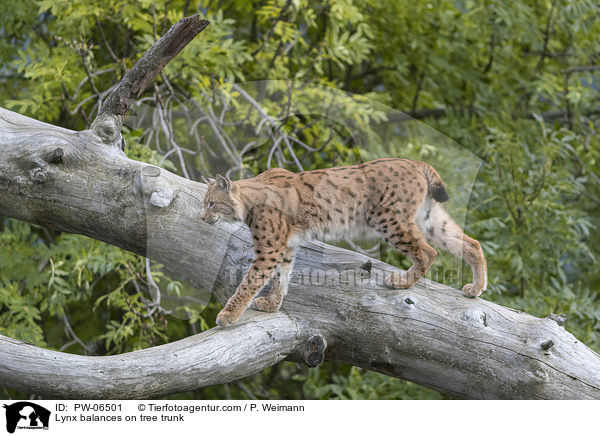 Lynx balances on tree trunk / PW-06501