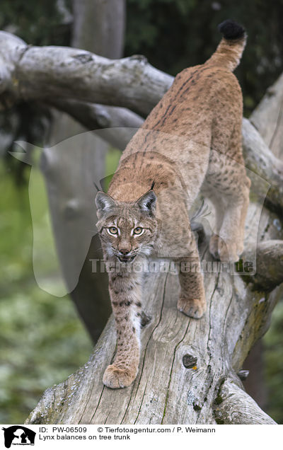 Lynx balances on tree trunk / PW-06509