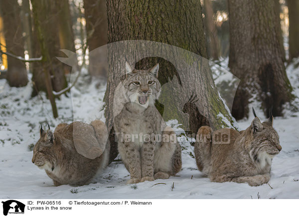 Lynxes in the snow / PW-06516