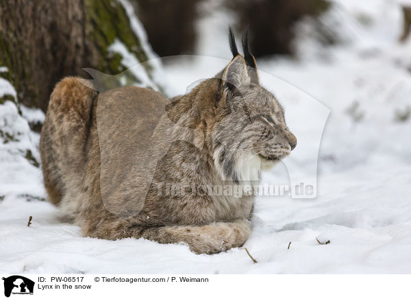Lynx in the snow / PW-06517