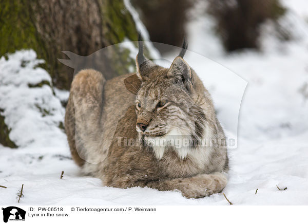 Lynx in the snow / PW-06518