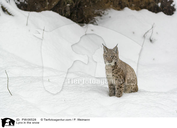 Lynx in the snow / PW-06528