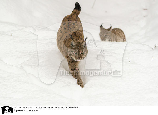 Lynxes in the snow / PW-06531