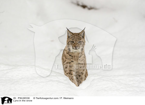 Lynx in the snow / PW-06536