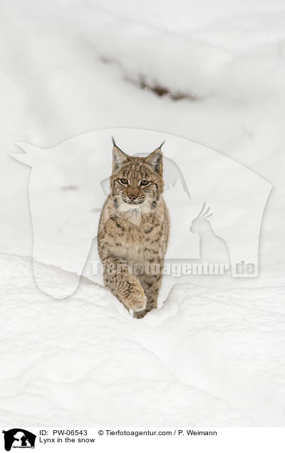 Lynx in the snow / PW-06543