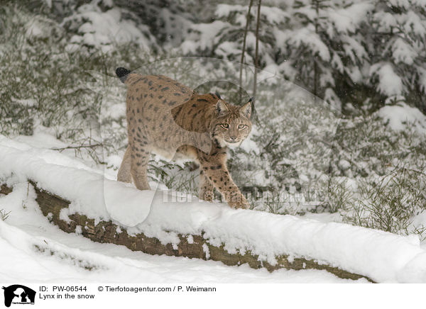 Lynx in the snow / PW-06544