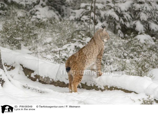 Lynx in the snow / PW-06549