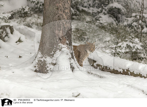 Lynx in the snow / PW-06553