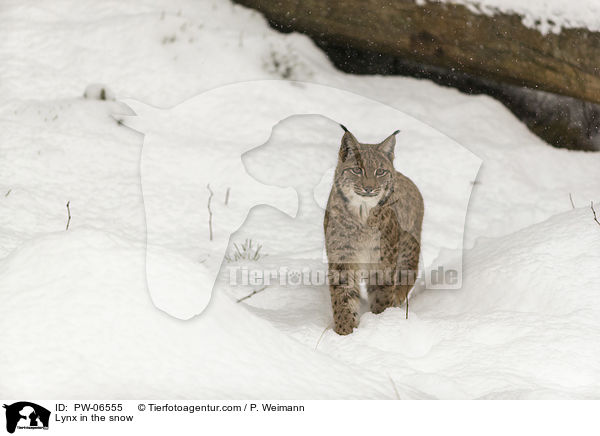 Lynx in the snow / PW-06555