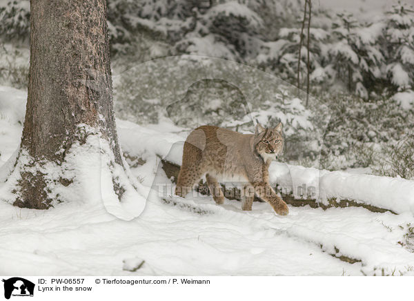 Lynx in the snow / PW-06557
