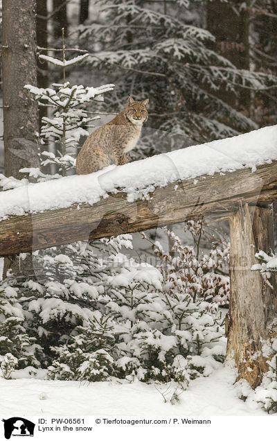 Lynx in the snow / PW-06561