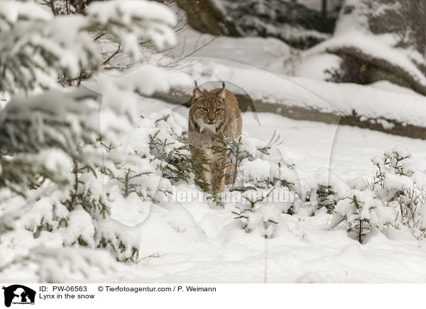 Lynx in the snow / PW-06563