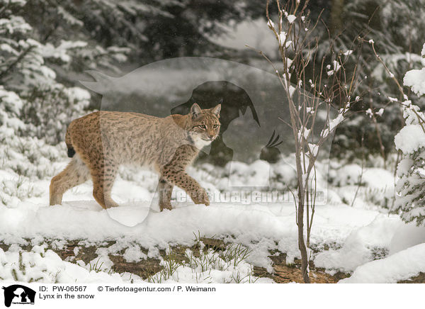 Lynx in the snow / PW-06567