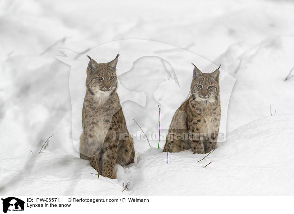 Lynxes in the snow / PW-06571