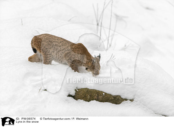 Lynx in the snow / PW-06574