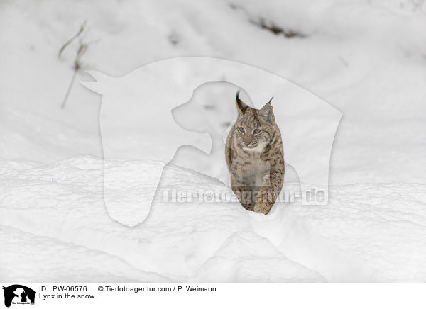 Lynx in the snow / PW-06576