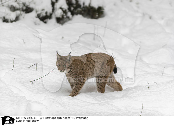 Lynx in the snow / PW-06578