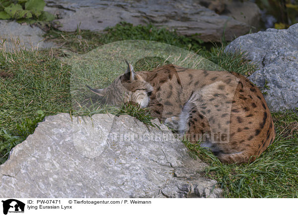 lying Eurasian Lynx / PW-07471