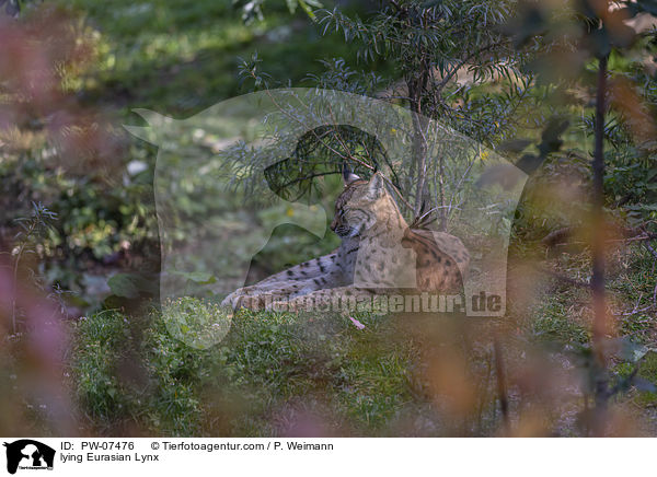 lying Eurasian Lynx / PW-07476
