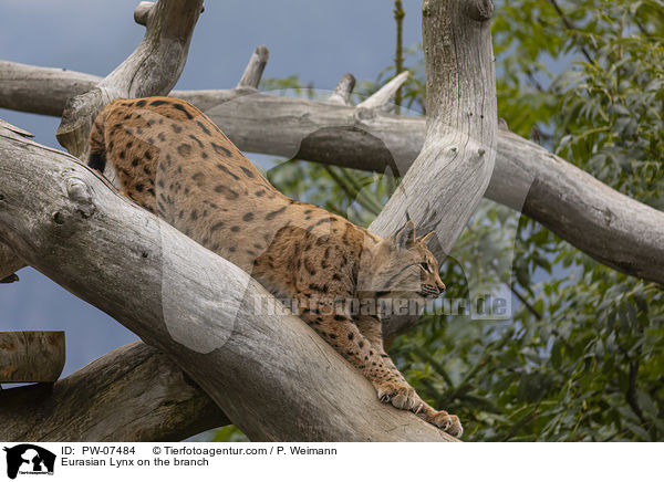 Eurasian Lynx on the branch / PW-07484