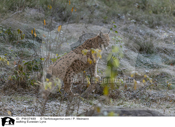 walking Eurasian Lynx / PW-07489