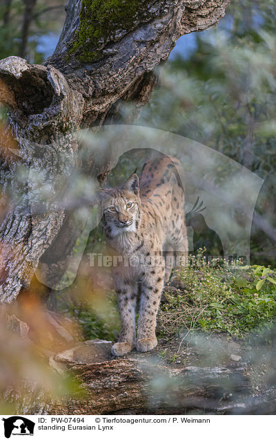 standing Eurasian Lynx / PW-07494