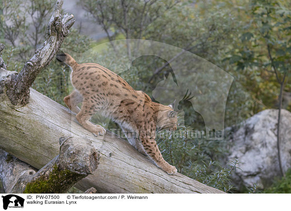 walking Eurasian Lynx / PW-07500