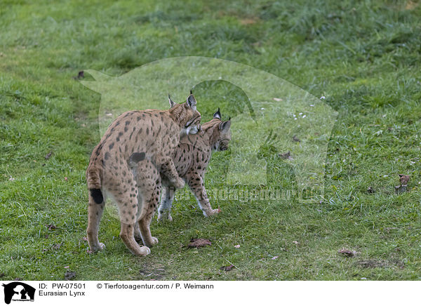 Eurasian Lynx / PW-07501