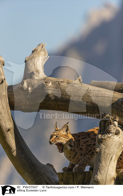sitting Eurasian Lynx / PW-07507