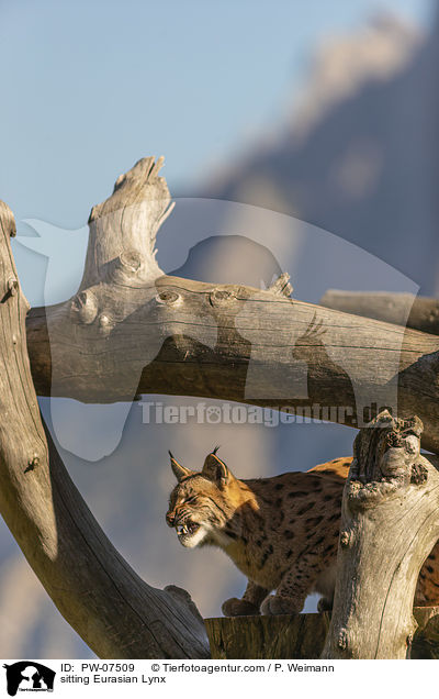sitting Eurasian Lynx / PW-07509