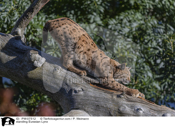 stehender Eurasischer Luchs / standing Eurasian Lynx / PW-07512