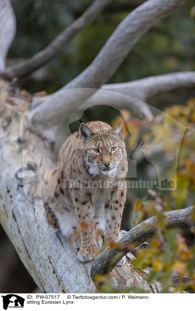 sitting Eurasian Lynx / PW-07517