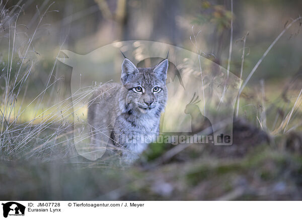 Eurasian Lynx / JM-07728